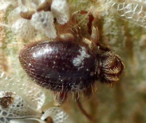 Ptinus obesus